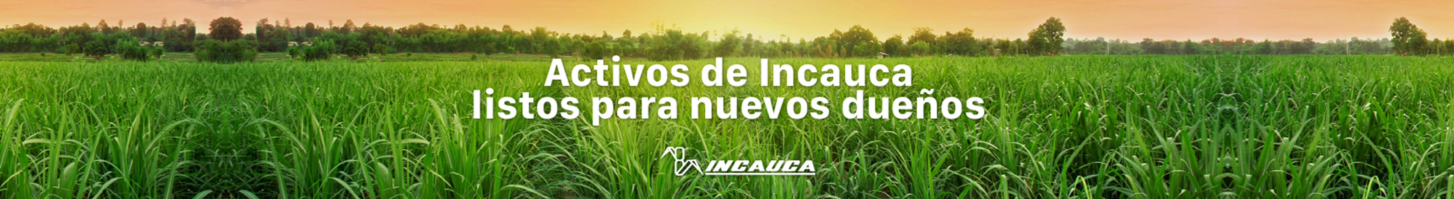 Logo Incauca